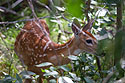 Fawn in deep brush next to the road.