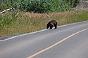 A brown-colored black bear, Waterton National Park, Canada.