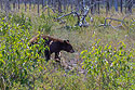 A brown-colored black bear, Waterton National Park, Canada, September 2022.