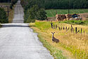 Deer along my bike route, September 2022.