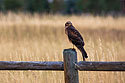 Harrier hawk roosting in back yard.