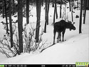 Moose on trailcam, Red Lodge, MT, February 2022.