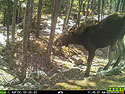 Moose on trailcam, Red Lodge, MT, March 2022.