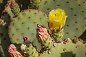 Ethel M Cactus Garden, Las Vegas, April 2022.