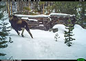 Moose on trailcam, Red Lodge, MT, January 2022.