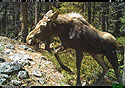 Moose on trailcam, Red Lodge, MT, May 2022.