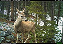 Deer in the National Forest near Red Lodge, MT, May 2022.