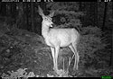 Deer on trailcam near Red Lodge, MT.