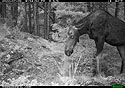 Moose on trailcam near Red Lodge, MT, July 2022.