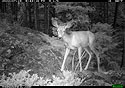 Deer on trailcam near Red Lodge, MT, July 2022.
