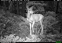 Deer on trailcam near Red Lodge, MT, July 2022.
