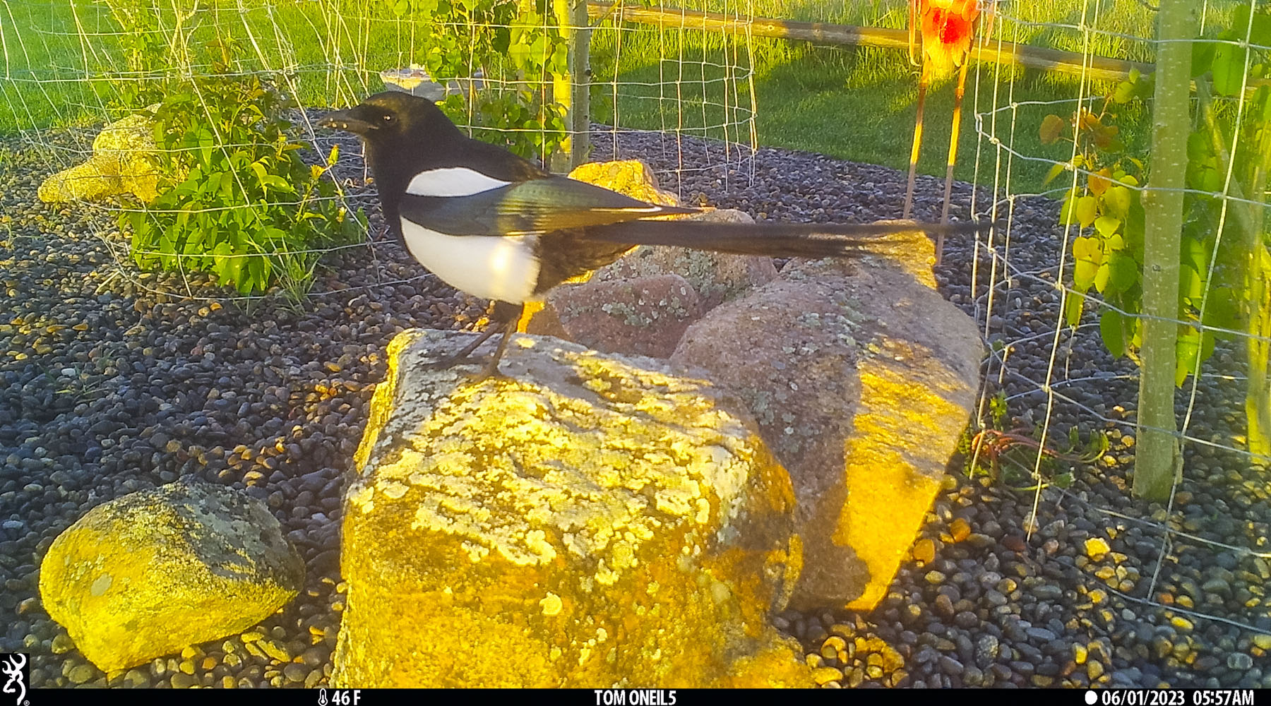 Magpie in the back yard just after sunrise.  Click for next photo.