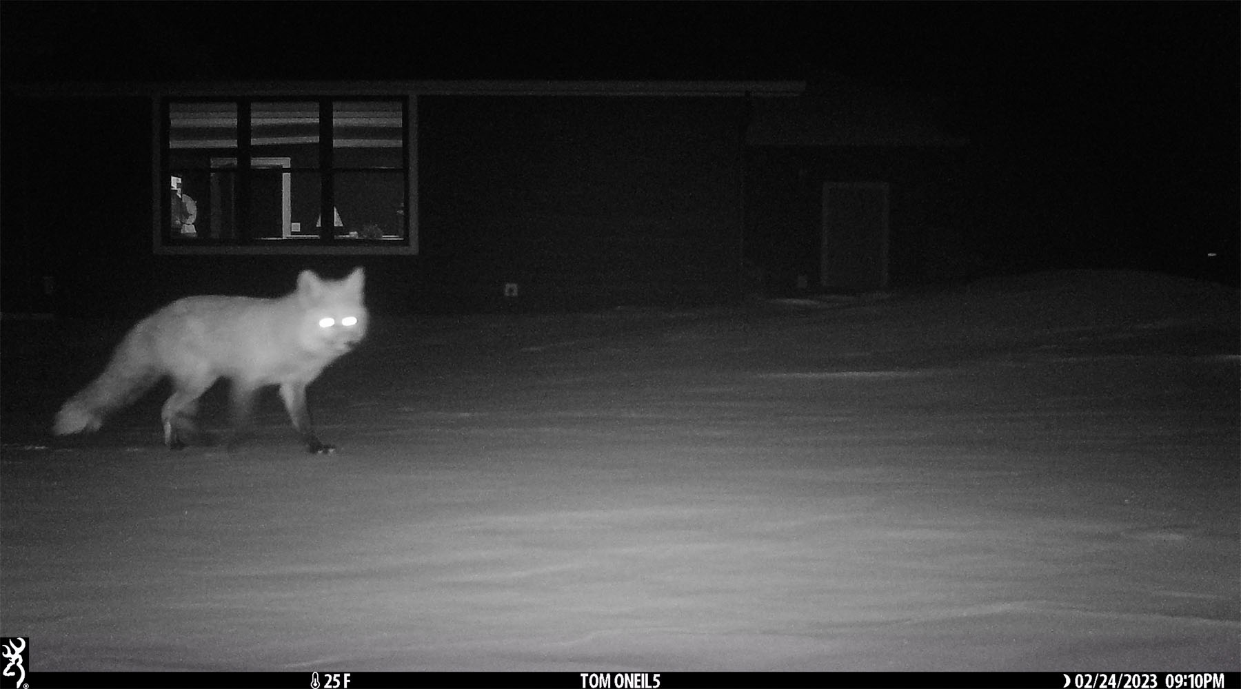 Fox in the back yard.  Click for next photo.