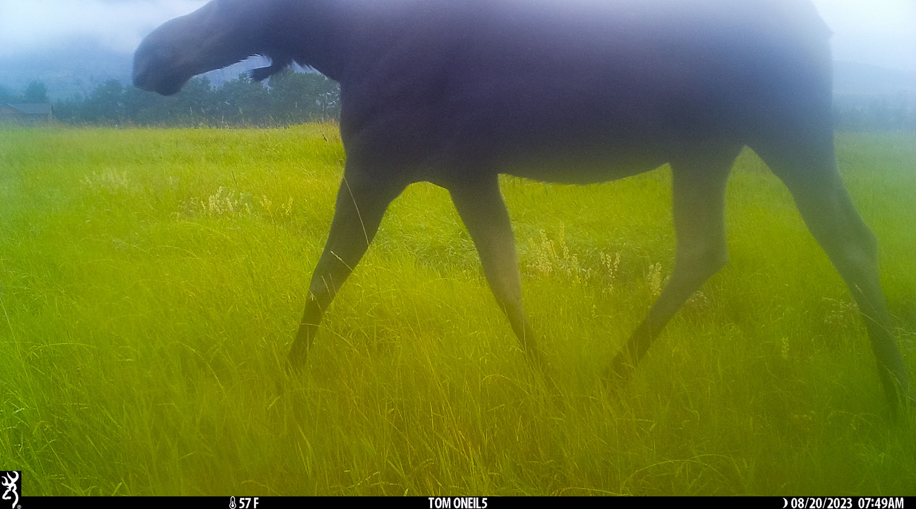 Moose in the neighborhood, too tall for the trailcam, Red Lodge, MT.  Click for next photo.