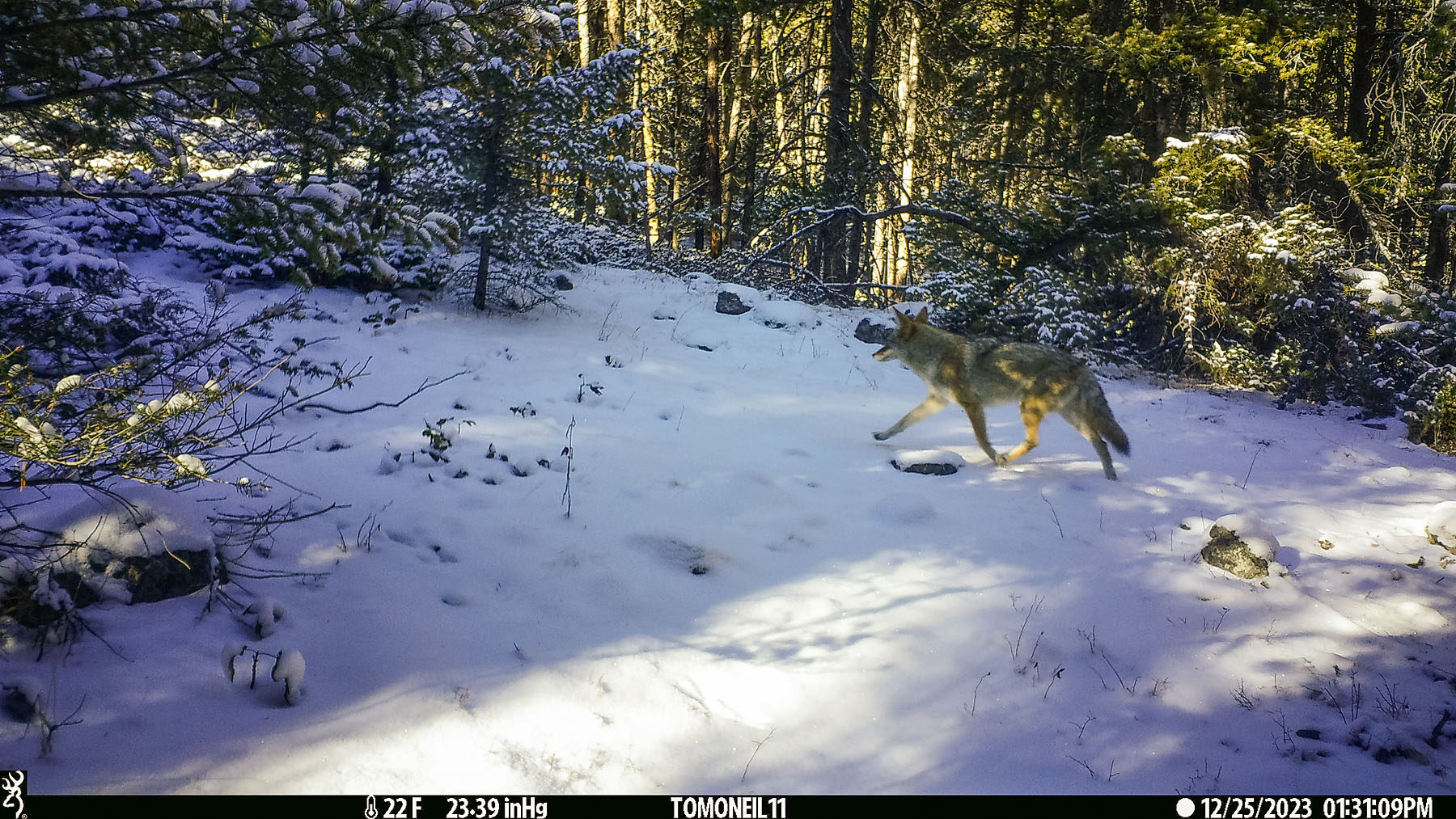Coyote in Custer Gallatin National Forest south of Red Lodge, MT.  Click for next photo.
