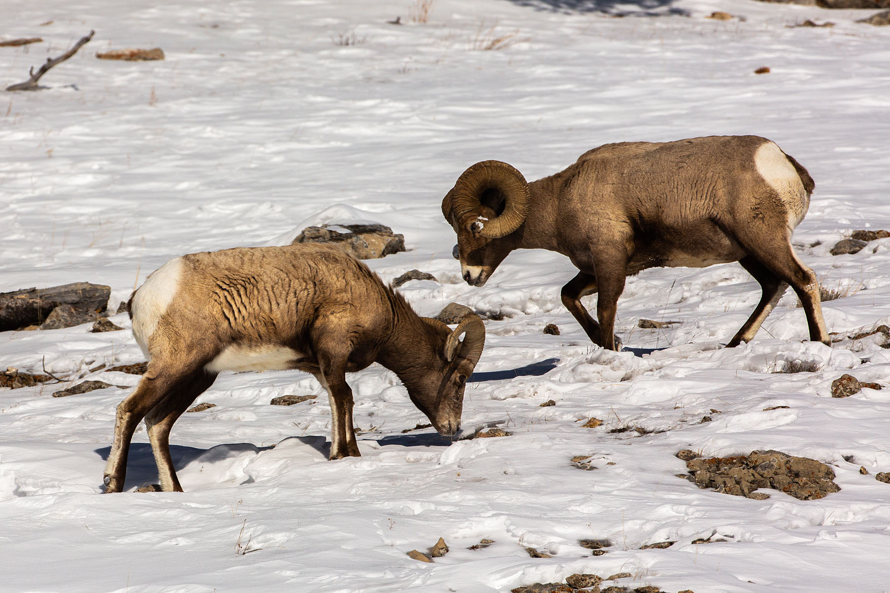 Bighorn sheep, Lamar Valley, Yellowstone.  Click for next photo.