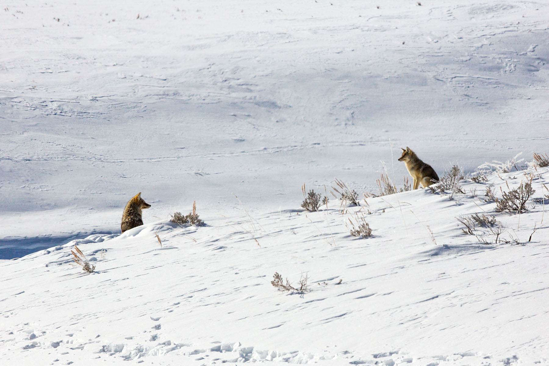 Coyotes, Yellowstone.  Click for next photo.