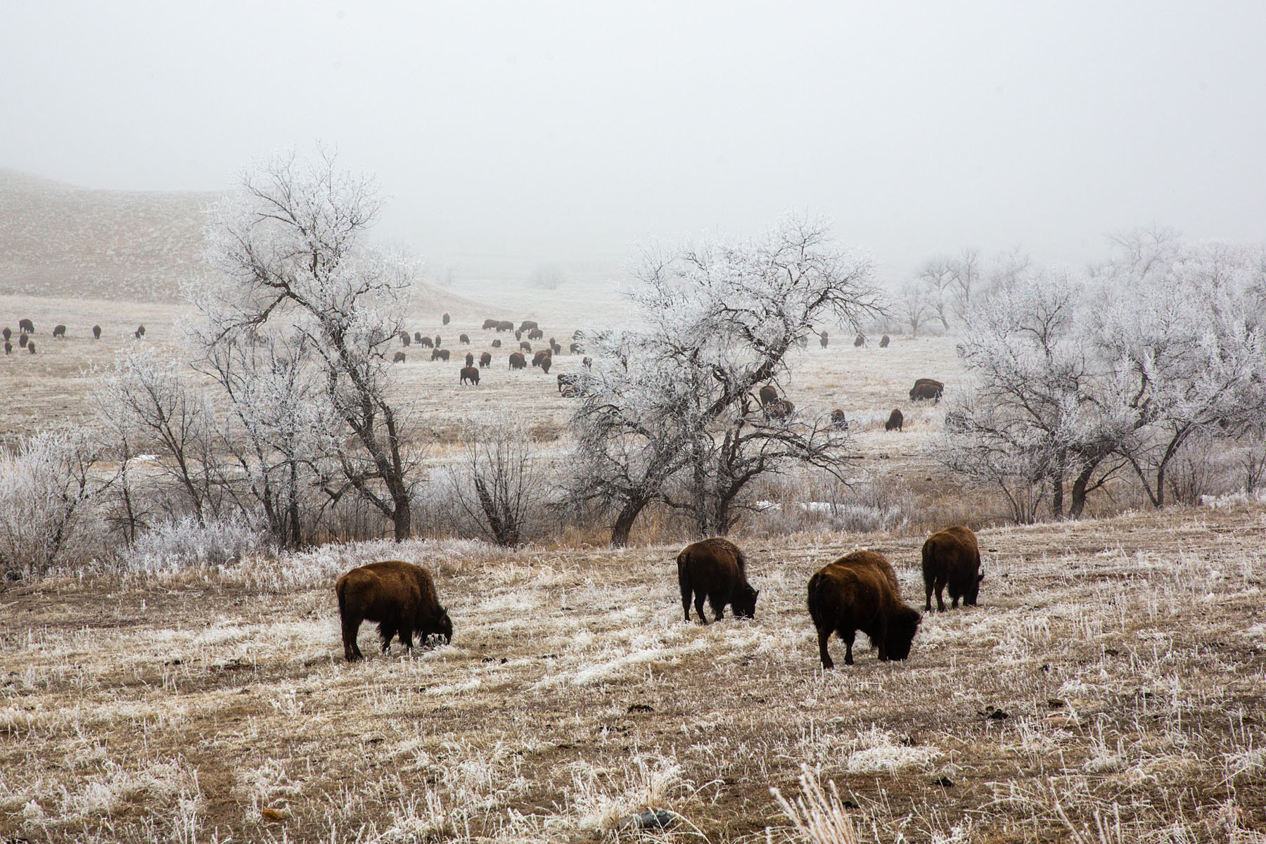 Bison on a frosty morning, Custer State Park.  Click for next photo.