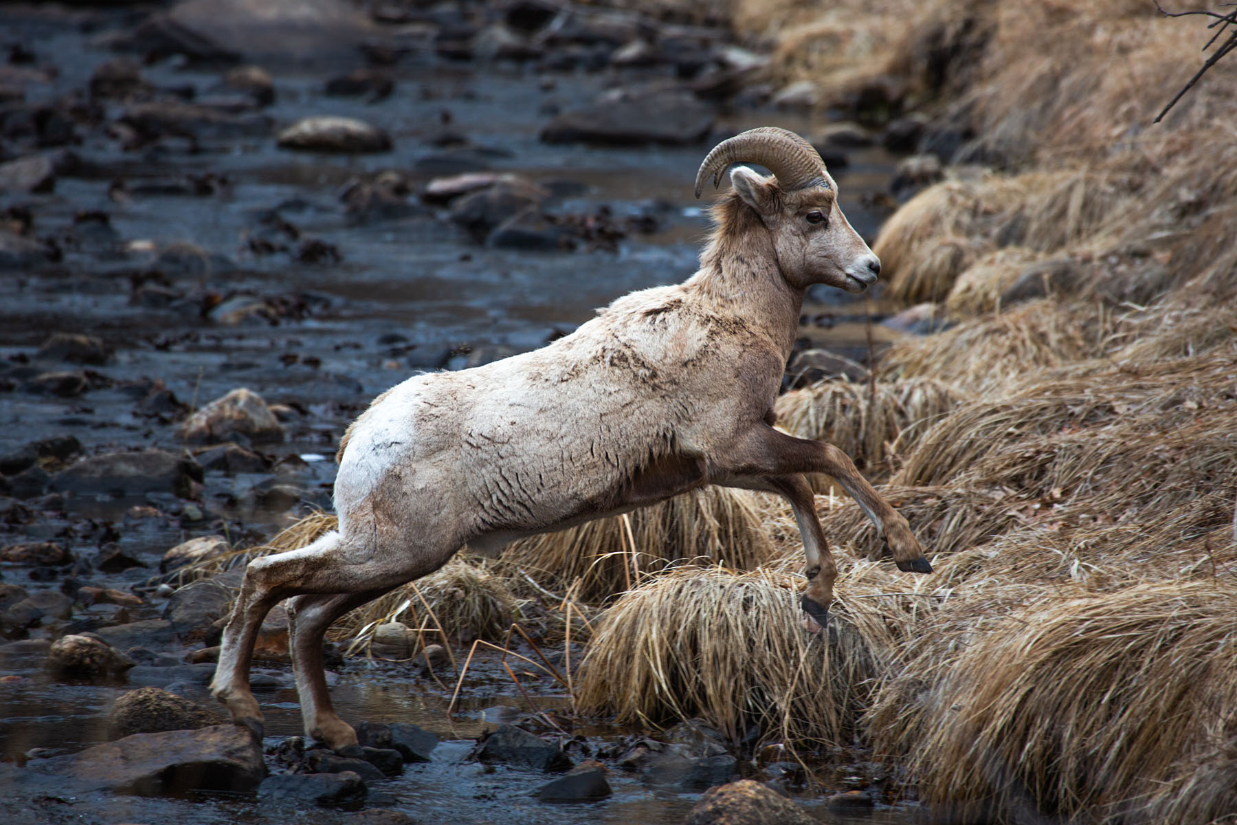 Bighorn ram jumping a creek, Custer State Park.  Click for next photo.
