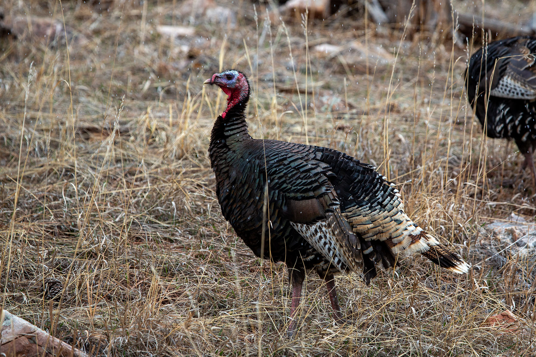 Turkey, Custer State Park.  Click for next photo.