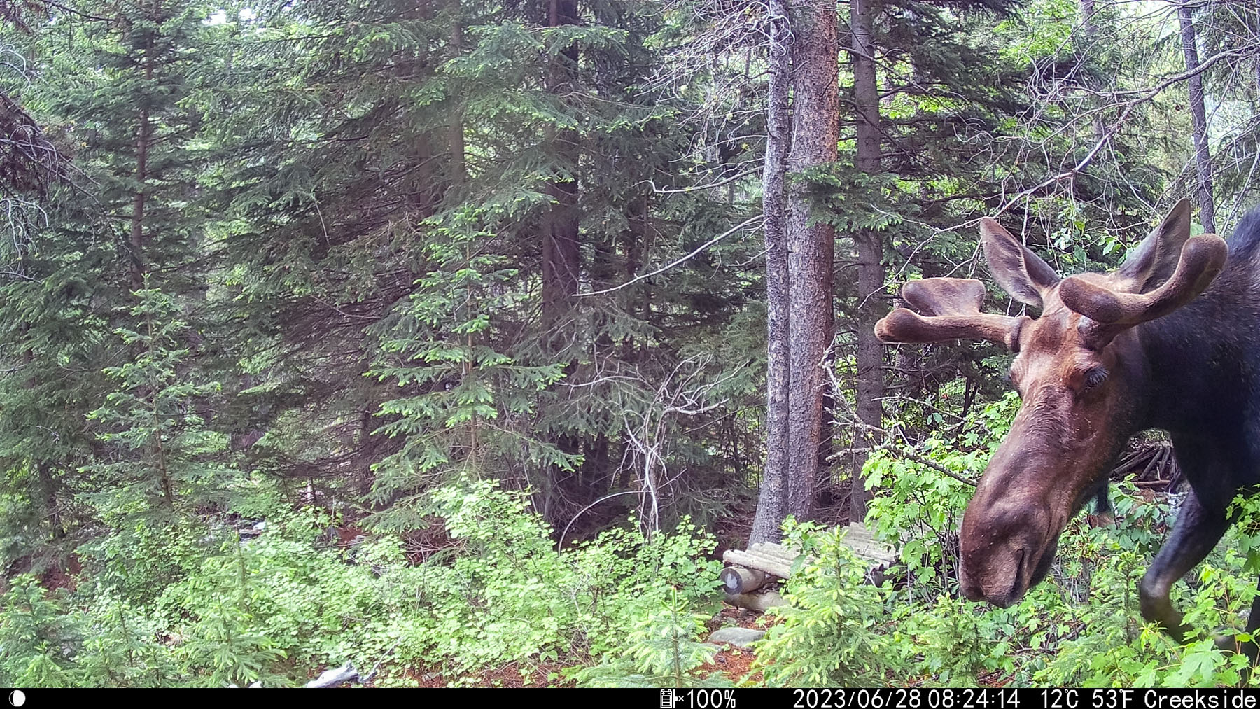 Moose in Custer Gallatin National Forest south of Red Lodge, MT, my brothers trail camera.  Click for next photo.