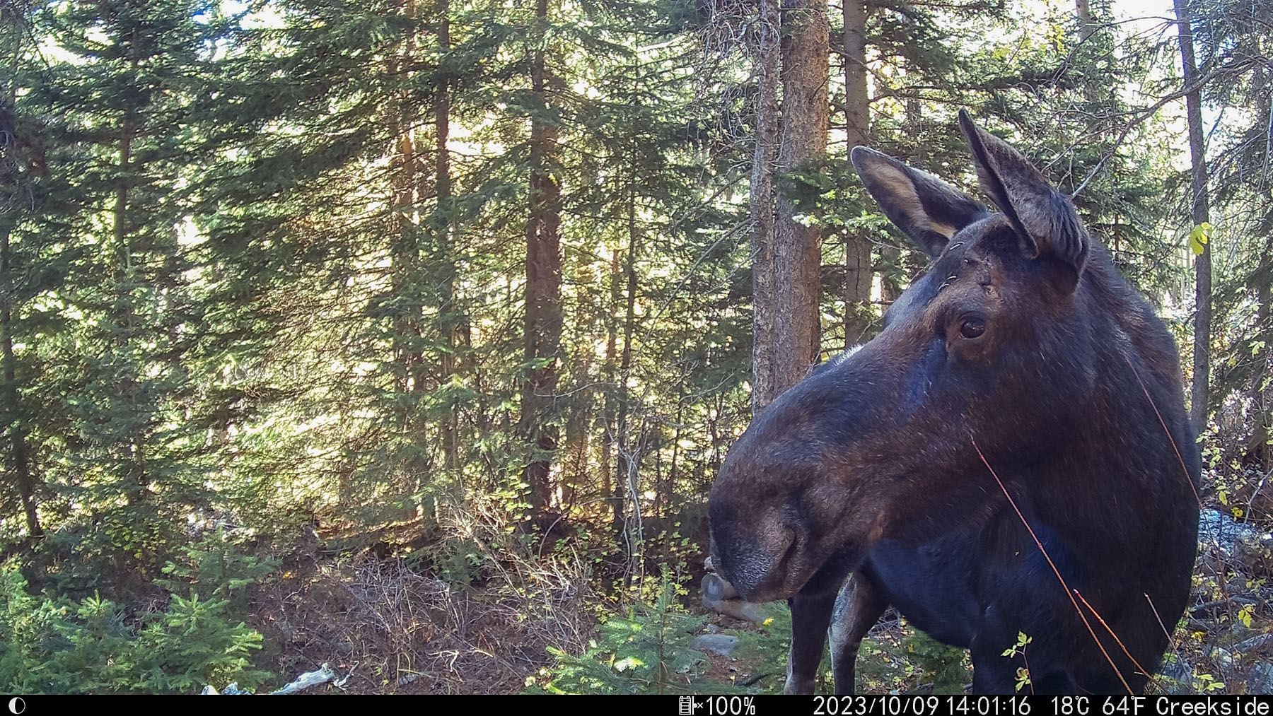 Moose in Custer National Forest, Montana.  Click for next photo.