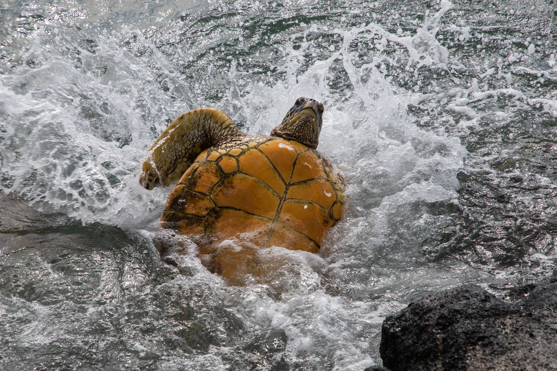 Green Sea Turtle gets flipped over in the surf, Maui.  Click for next photo.