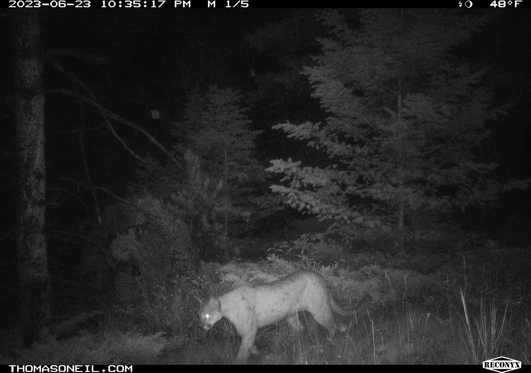 Mountain lion in Custer Gallatin National Forest south of Red Lodge, MT.  Click for next photo.