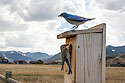 Bluebirds returning to the nest box in my yard, May 4, 2023.  Motion trigger.