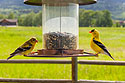 Goldfinches in the back yard.