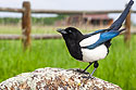 Magpie in the back yard.