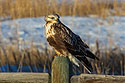 Rough-legged hawk in the back yard, January 2023.