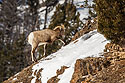 Bighorn sheep, Lamar Valley, Yellowstone.