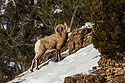 Bighorn sheep, Lamar Valley, Yellowstone, February 2023.