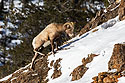 Bighorn sheep, Lamar Valley, Yellowstone, February 2023.