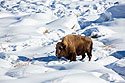 Bison, Yellowstone, February 2023.