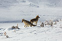 Coyotes, Yellowstone, February 2023.