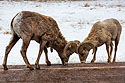Bighorn rams licking the road, southern Custer State Park, March 2023.
