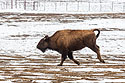 Young bison on the run, Badlands National Park, March 2023.