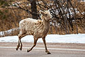 Bighorn running down Highway 16A, Custer State Park, March 2023.