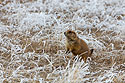 Prairie dog in the frost, Wind Cave National Park.