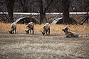 Bighorn rams in front of the Custer State Park Visitor Center, March 2023.