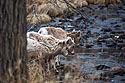 Bighorn lambs trying to figure out how to cross a creek, Custer State Park.