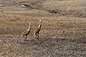 Sandhill cranes in a nearby field.
