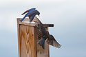 Bluebirds trying to eject swallow from the nest box.  Remote trigger.