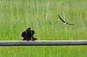 Crow fending off a swallow.  The swallow�s nest is just to the left.