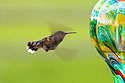 Hummingbird in the back yard.  Wings are a blur even with 1/400 shutter speed.