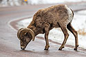 Bighorn ram licking the road, southern Custer State Park, March 2023.