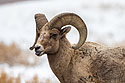 Bighorn ram, southern Custer State Park, March 2023.