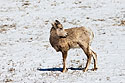 Bighorn lamb (almost a yearling), Custer State Park, March 2023.